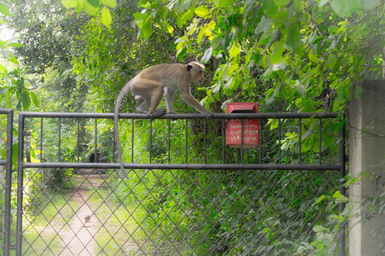 Green Cottage Anuradhapura Exterior foto